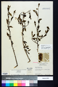 Ilex decidua var. decidua image