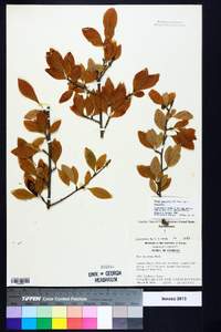 Ilex decidua var. decidua image