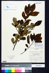 Ilex decidua var. decidua image