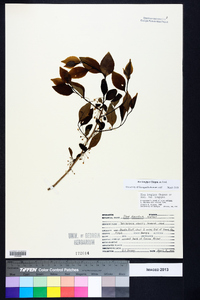 Ilex longipes image