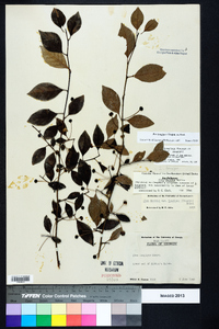 Ilex longipes image