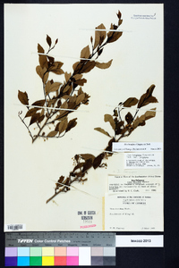 Ilex longipes image