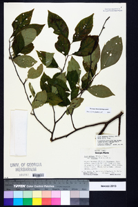 Ilex montana image