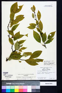 Ilex montana image