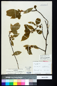 Ilex montana image