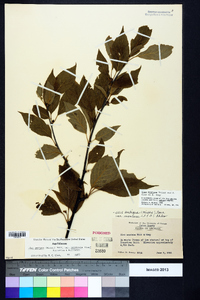 Ilex montana image