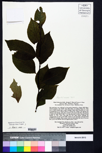 Ilex montana image