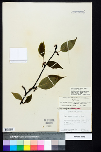 Ilex montana image