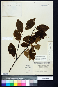 Ilex montana image