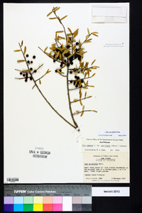 Ilex myrtifolia image