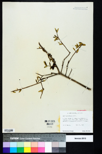 Ilex myrtifolia image