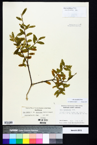 Ilex myrtifolia image