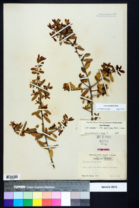 Ilex myrtifolia image