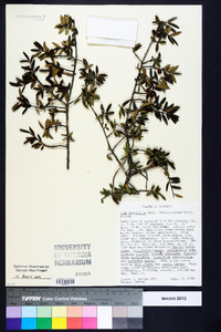 Ilex myrtifolia image