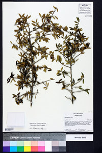 Ilex myrtifolia image