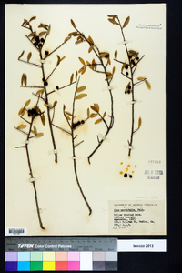 Ilex myrtifolia image