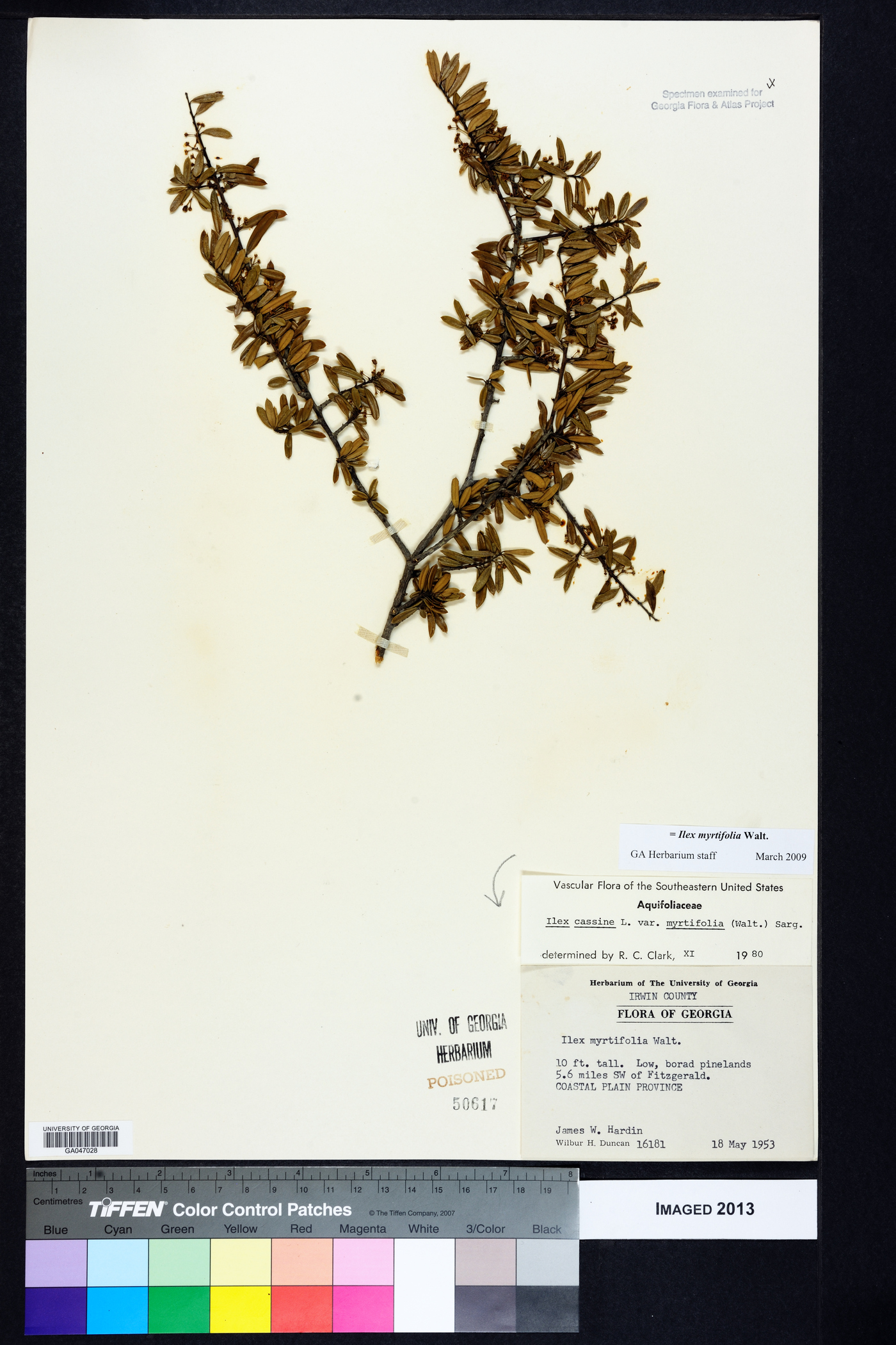 Ilex myrtifolia image