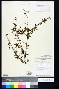 Ilex myrtifolia image