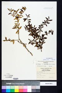 Ilex myrtifolia image