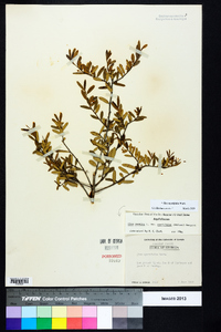 Ilex myrtifolia image