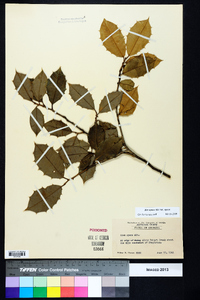 Ilex opaca var. opaca image