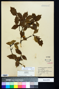 Ilex opaca var. opaca image