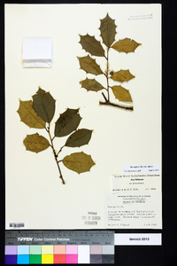 Ilex opaca var. opaca image