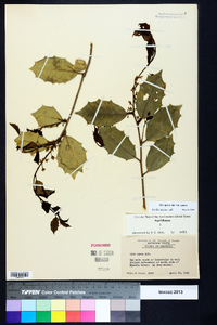 Ilex opaca var. opaca image