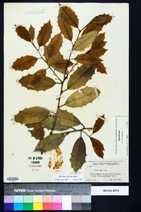 Ilex opaca var. opaca image