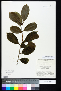 Ilex opaca var. opaca image