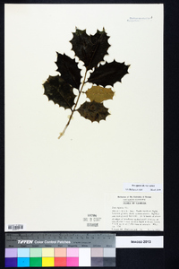 Ilex opaca var. opaca image