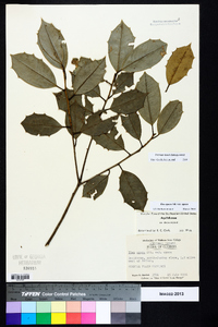 Ilex opaca var. opaca image