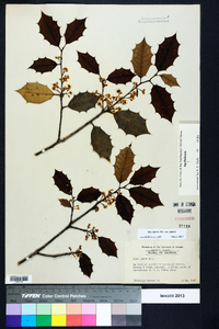 Ilex opaca var. opaca image