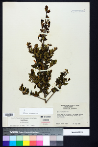 Ilex vomitoria image