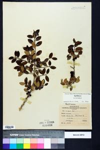 Ilex vomitoria image