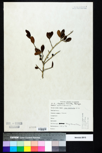 Ilex vomitoria image