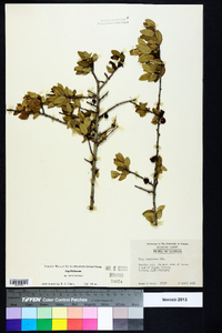 Ilex vomitoria image