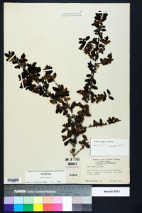 Ilex vomitoria image