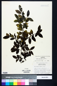 Ilex vomitoria image