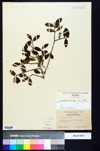 Ilex vomitoria image