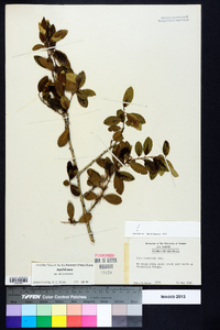 Ilex vomitoria image