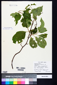 Celastrus scandens image