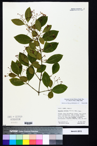 Euonymus fortunei var. radicans image