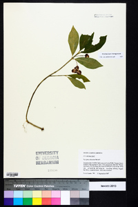 Euonymus obovatus image