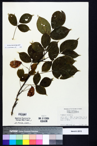 Staphylea trifolia image