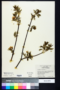 Staphylea trifolia image