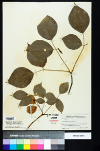 Staphylea trifolia image