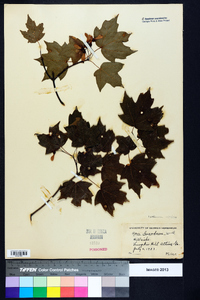 Acer leucoderme image