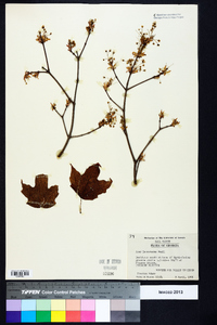 Acer leucoderme image