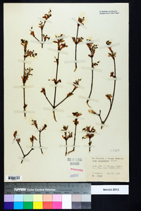 Acer leucoderme image